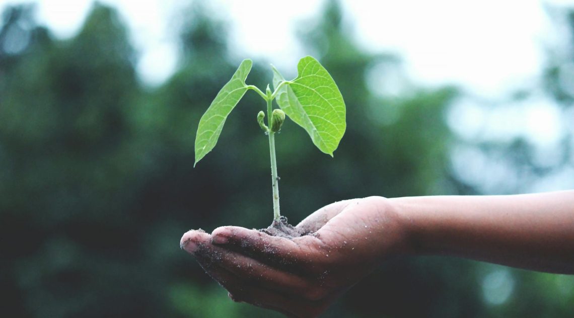 More Than Profit: Sustainability and CSR in SME Marketing